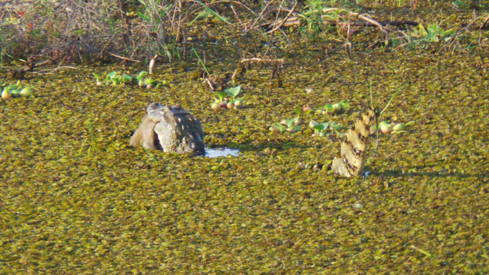 Na Lagoa Maior de Três Lagoas, jacaré ataca capivara e garante a refeição do dia