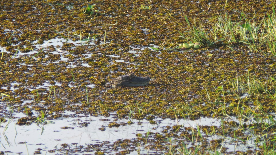 Na Lagoa Maior de Três Lagoas, jacaré ataca capivara e garante a refeição do dia