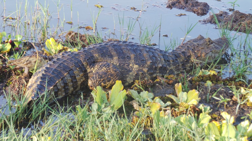 Na Lagoa Maior de Três Lagoas, jacaré ataca capivara e garante a refeição do dia