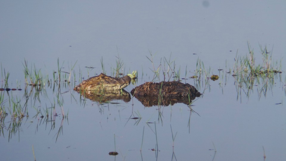 Na Lagoa Maior de Três Lagoas, jacaré ataca capivara e garante a refeição do dia