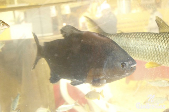 Expotrês 2011 Expotrês 2011