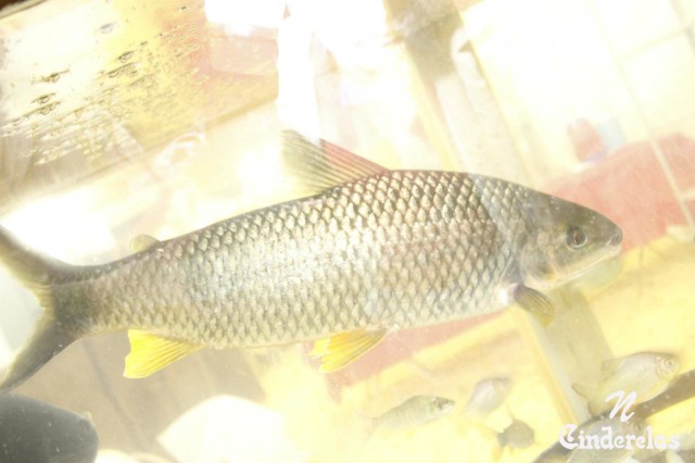 Expotrês 2011 Expotrês 2011