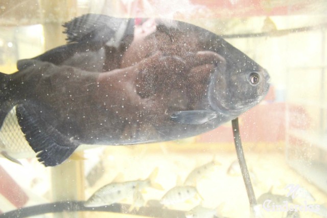 Expotrês 2011 Expotrês 2011