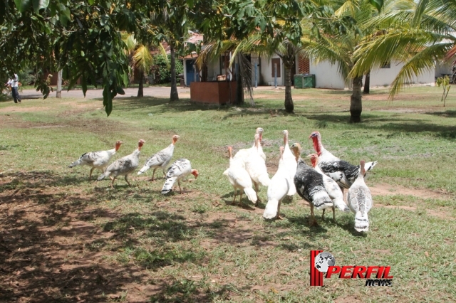 Casal de perus abandonados na Lagoa Maior viram atração da Pousada do Tucunaré