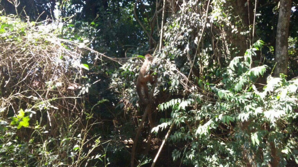 PMA devolve ao habitat macaco-prego que caiu de rede elétrica depois de levar choque