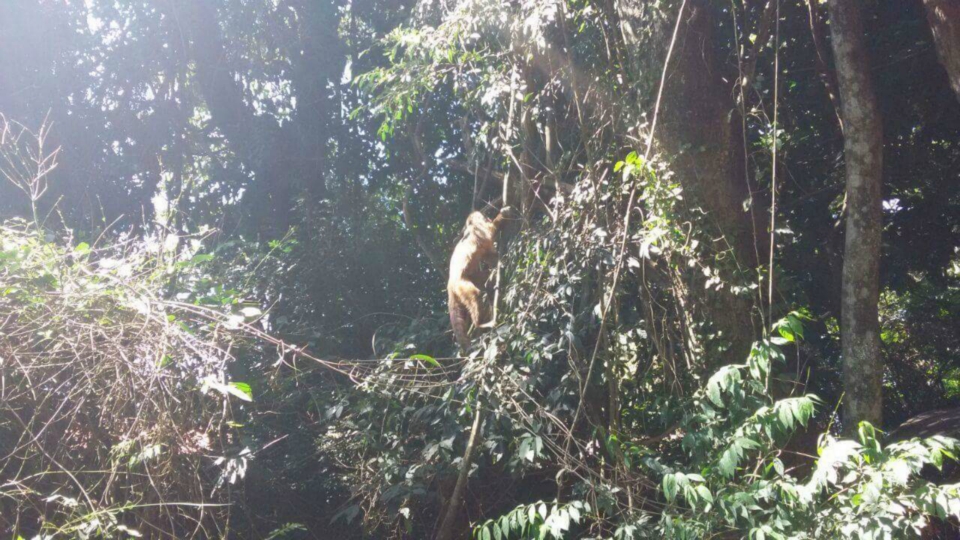 PMA devolve ao habitat macaco-prego que caiu de rede elétrica depois de levar choque