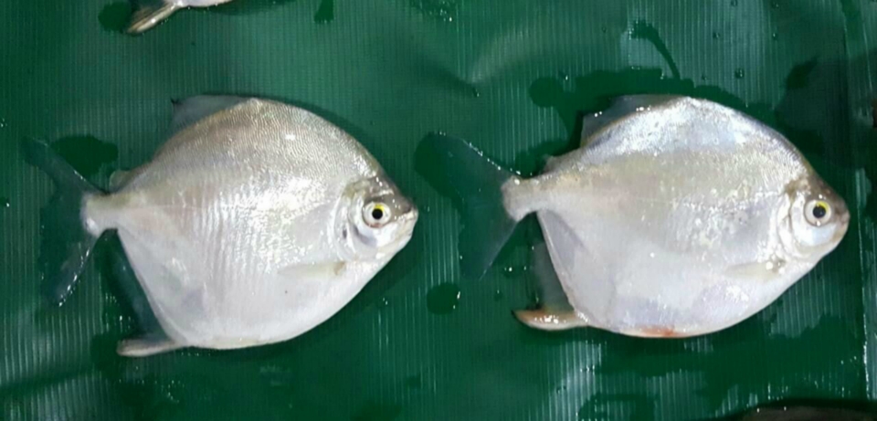 PMA prende mulher transportando 19 kg de pescado, contendo peixes em extinção e fora da medida