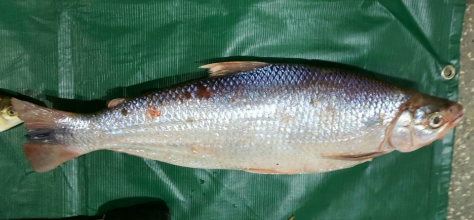 PMA prende mulher transportando 19 kg de pescado, contendo peixes em extinção e fora da medida