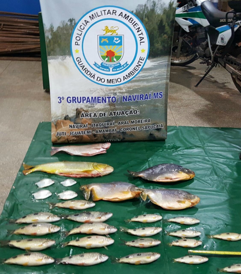 PMA prende mulher transportando 19 kg de pescado, contendo peixes em extinção e fora da medida