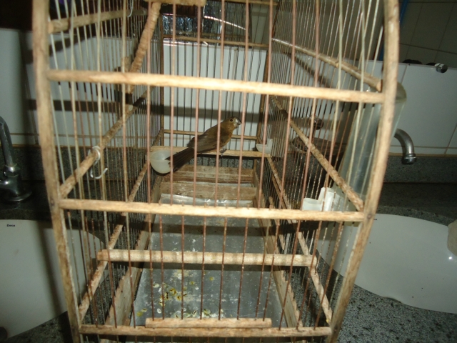 Criador de aves é autuado por manter pássaro ilegalmente em cativeiro