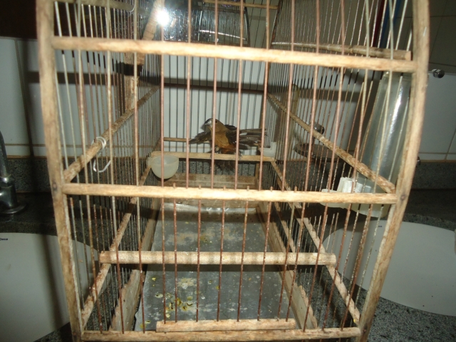 Criador de aves é autuado por manter pássaro ilegalmente em cativeiro