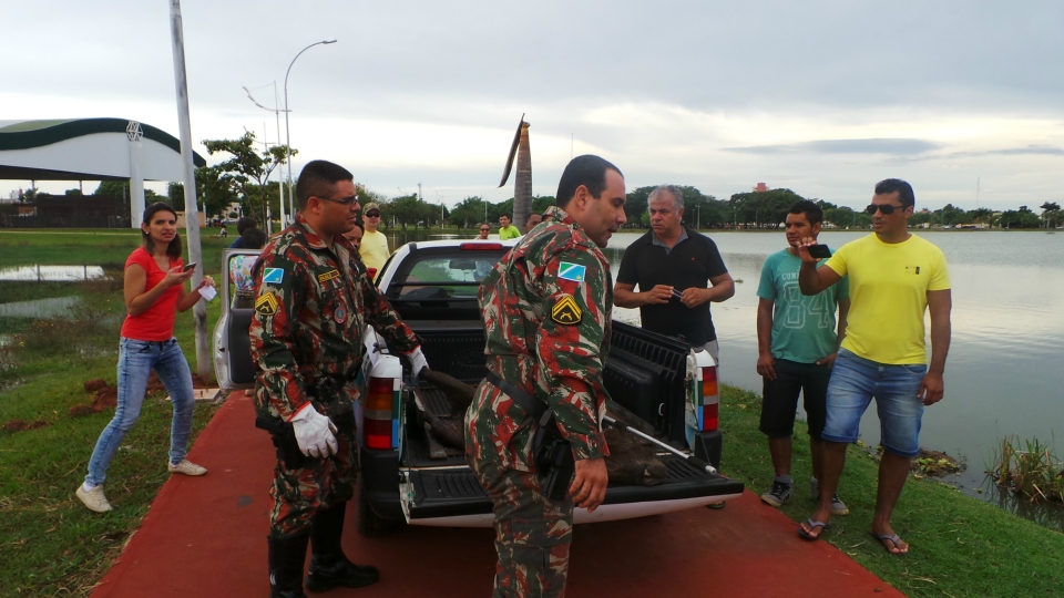Jacaré chama atenção ao matar capivara na Lagoa Maior