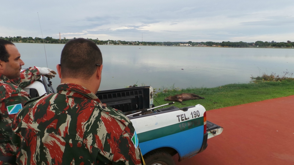 Jacaré chama atenção ao matar capivara na Lagoa Maior