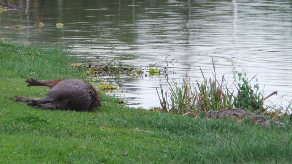 Jacaré chama atenção ao matar capivara na Lagoa Maior