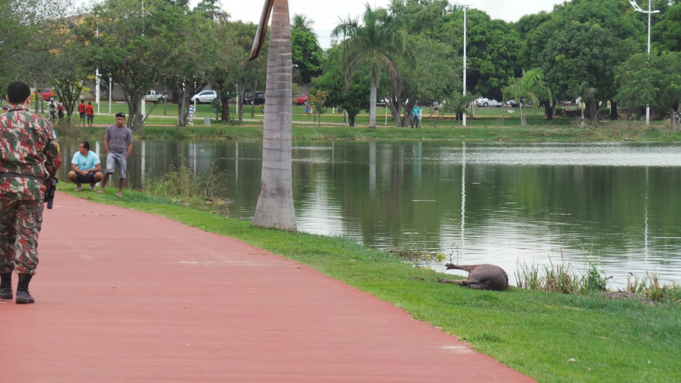 Jacaré chama atenção ao matar capivara na Lagoa Maior