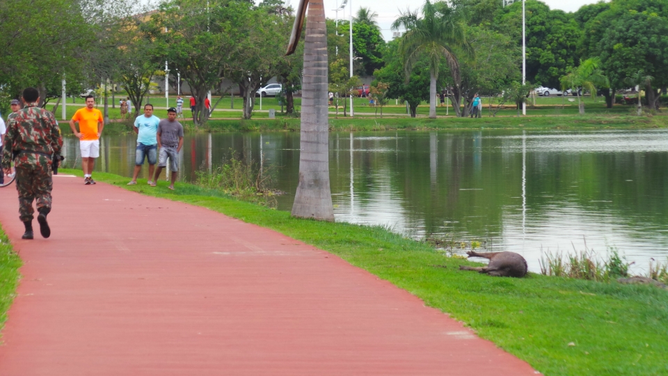 Jacaré chama atenção ao matar capivara na Lagoa Maior