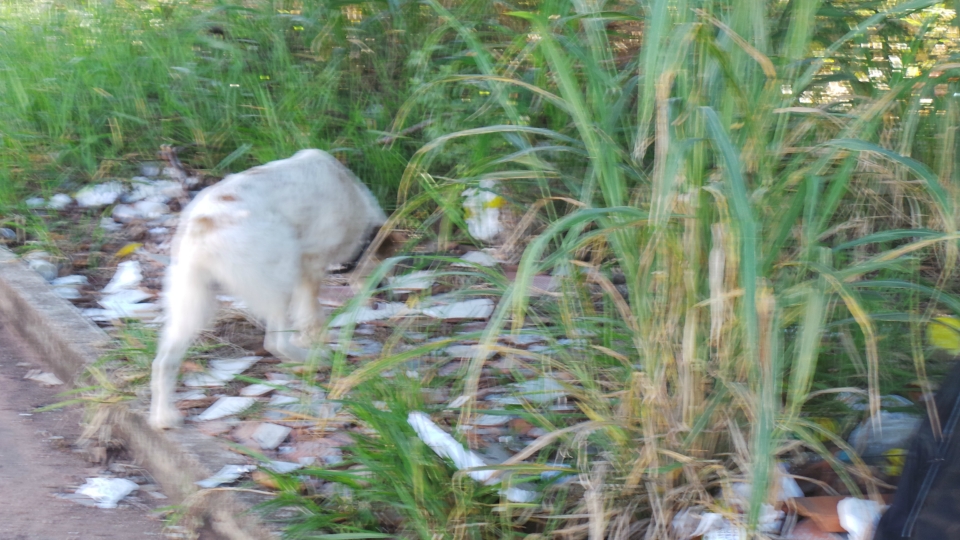 Lixão em terreno baldio irrita moradores e mostra descaso da prefeitura Lixão em terreno baldio irrita moradores e mostra descaso da prefeitura
