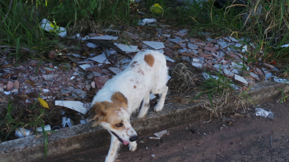 Lixão em terreno baldio irrita moradores e mostra descaso da prefeitura Lixão em terreno baldio irrita moradores e mostra descaso da prefeitura