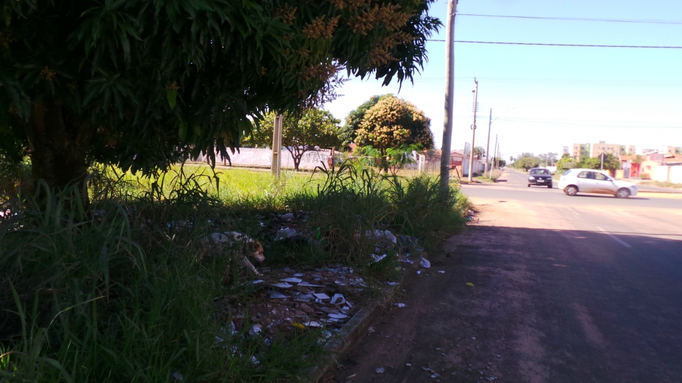 Lixão em terreno baldio irrita moradores e mostra descaso da prefeitura Lixão em terreno baldio irrita moradores e mostra descaso da prefeitura