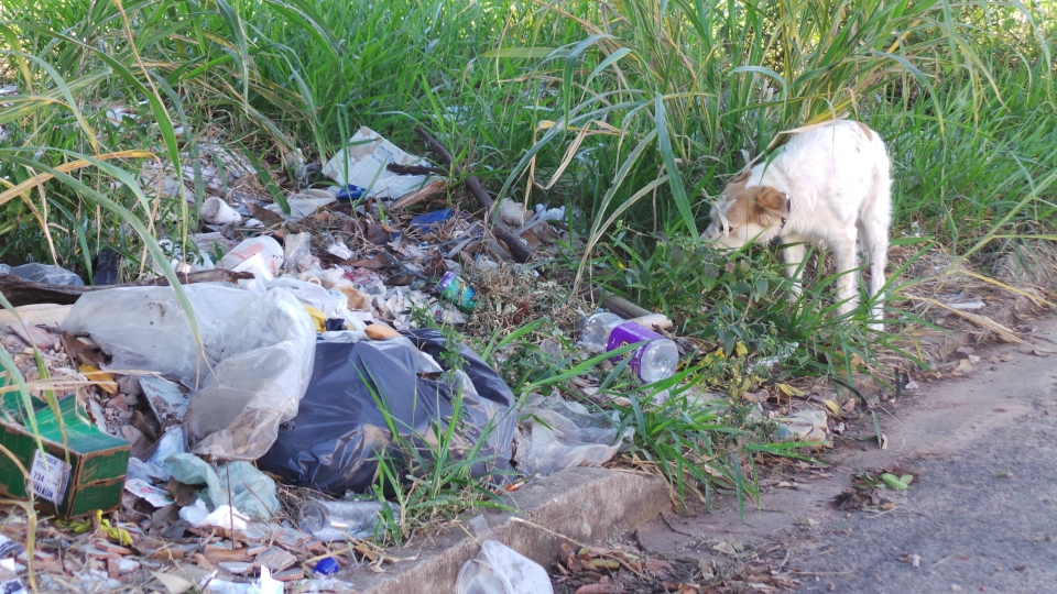Lixão em terreno baldio irrita moradores e mostra descaso da prefeitura Lixão em terreno baldio irrita moradores e mostra descaso da prefeitura