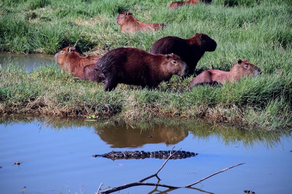 Prefeitura e Embrapa Pantanal estudam criar termo de cooperação para manejo dos animais da Lagoa Maior