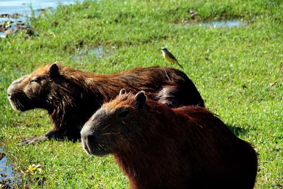 Prefeitura e Embrapa Pantanal estudam criar termo de cooperação para manejo dos animais da Lagoa Maior