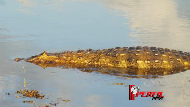 Dia Mundial do Meio Ambiente: Preservar é o melhor presente