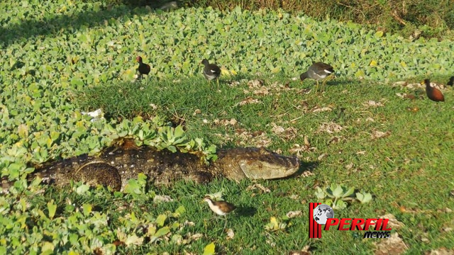 Dia Mundial do Meio Ambiente: Preservar é o melhor presente