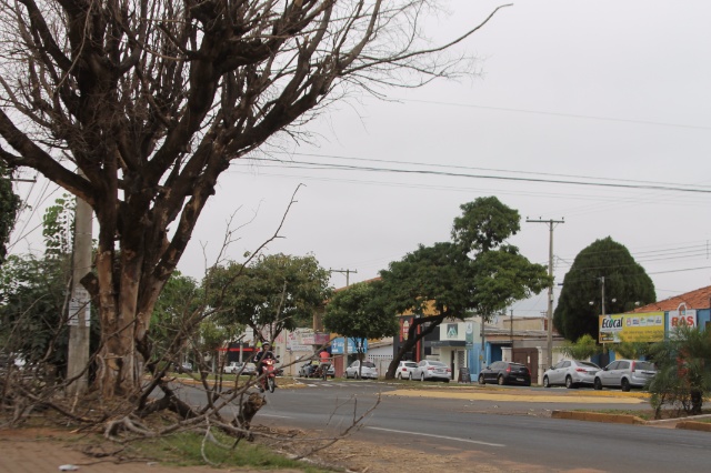 Árvore velha em avenida de Três Lagoas assusta moradores