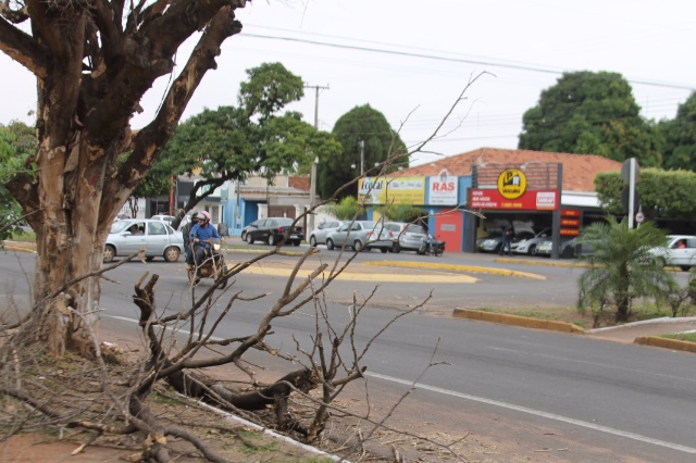 Árvore velha em avenida de Três Lagoas assusta moradores
