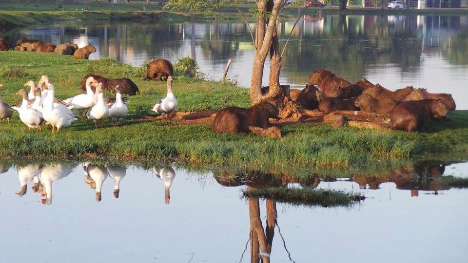 Jacarés serão retirados da Lagoa Maior na terça-feira