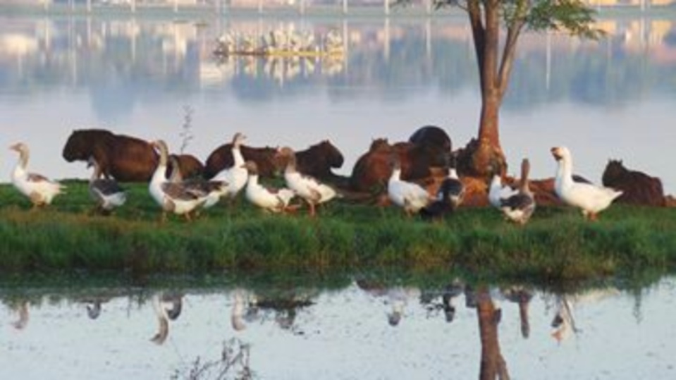 Jacarés serão retirados da Lagoa Maior na terça-feira