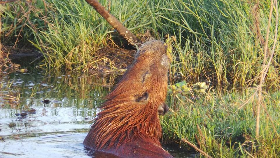 Jacarés serão retirados da Lagoa Maior na terça-feira