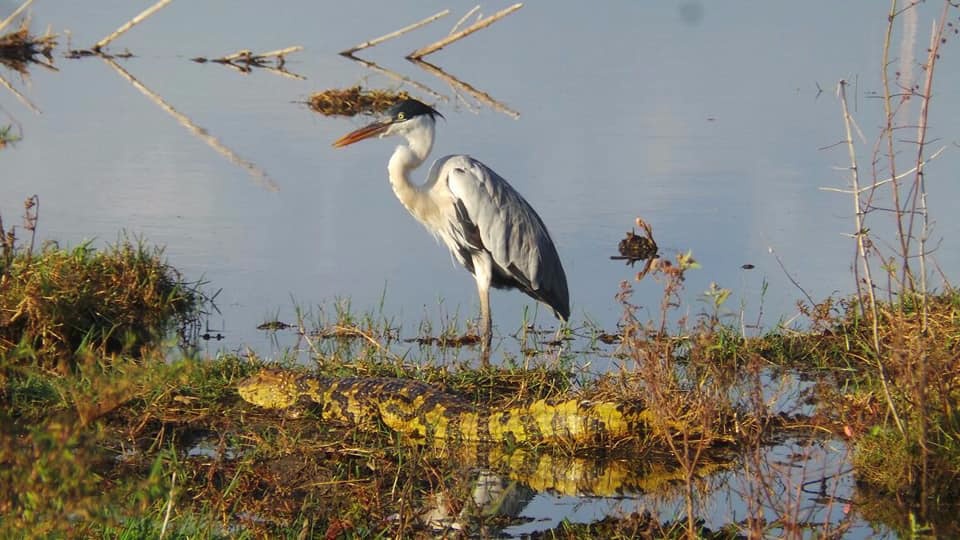 Jacarés serão retirados da Lagoa Maior na terça-feira