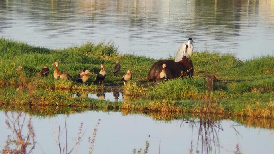 Jacarés serão retirados da Lagoa Maior na terça-feira