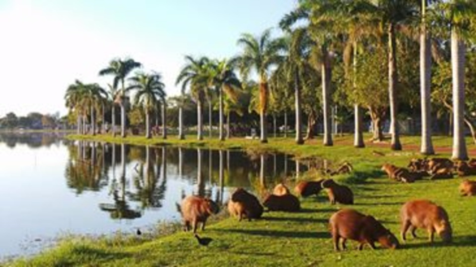 Jacarés serão retirados da Lagoa Maior na terça-feira