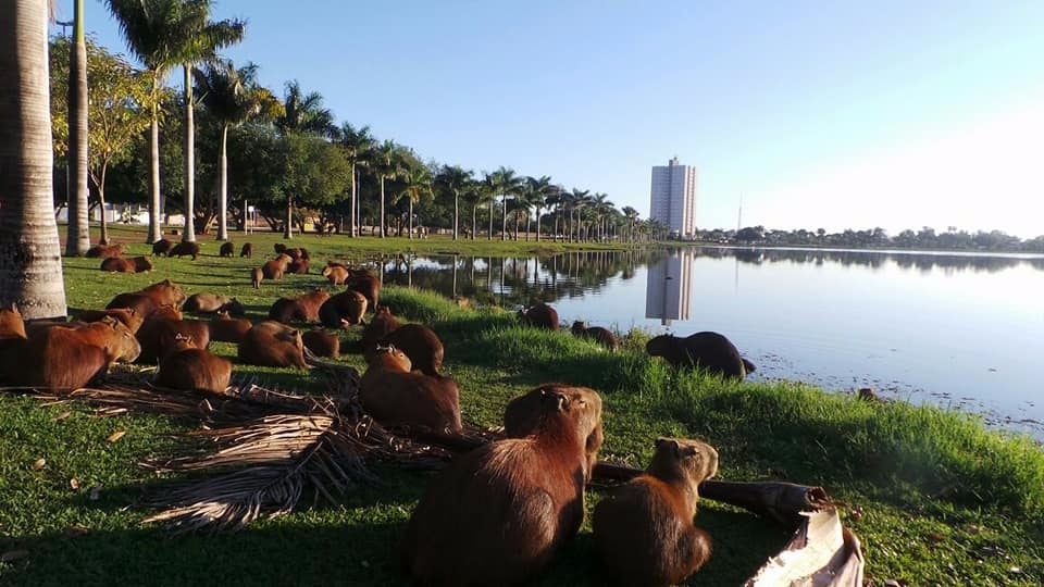 Jacarés serão retirados da Lagoa Maior na terça-feira