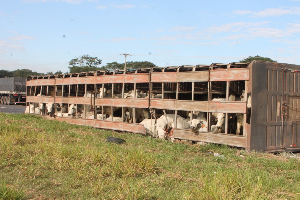 Carreta carregada de gado tomba e deixa uma pessoa ferida