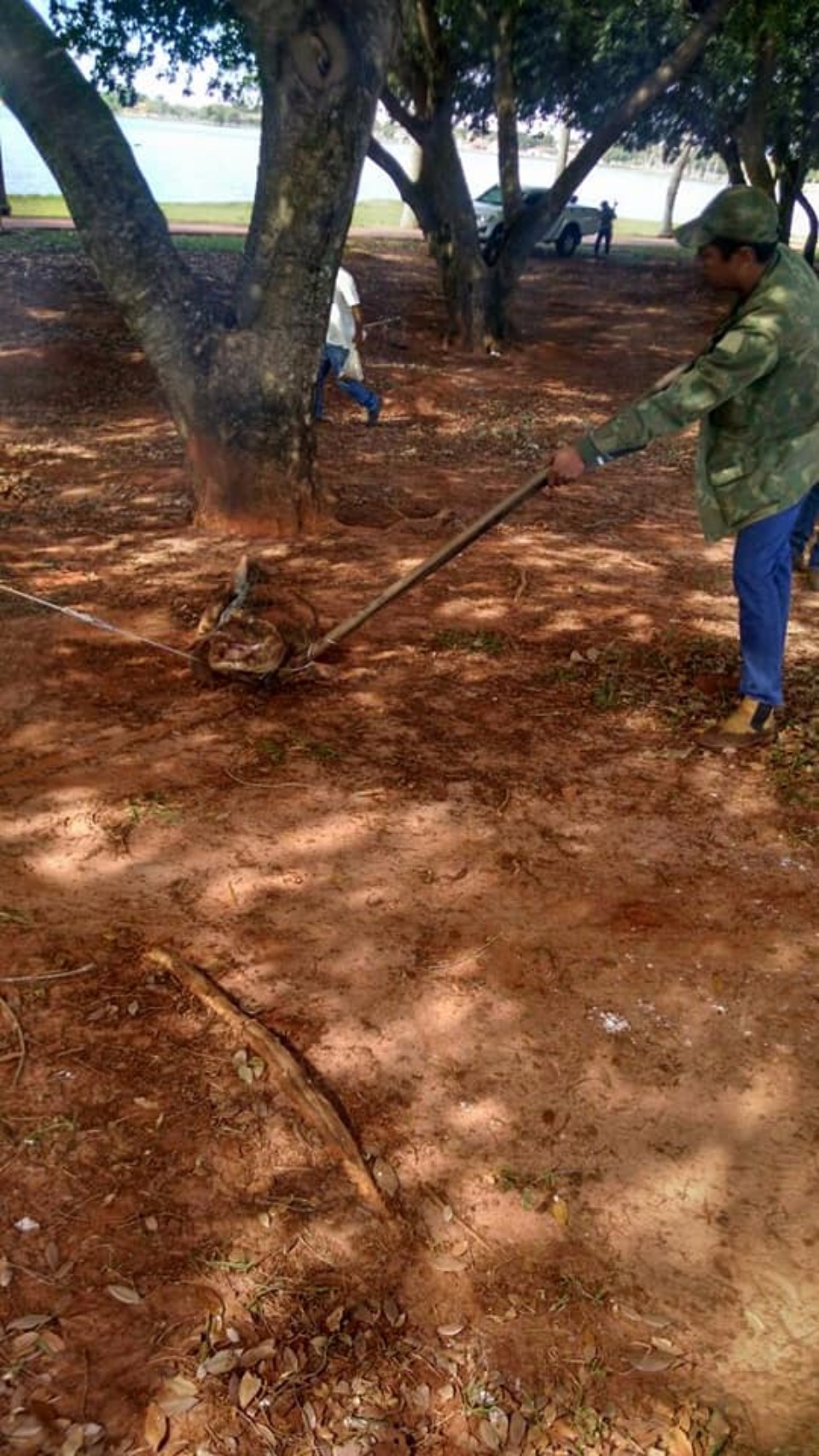 Técnico explica procedimento para retirada dos jacarés da Lagoa Maior