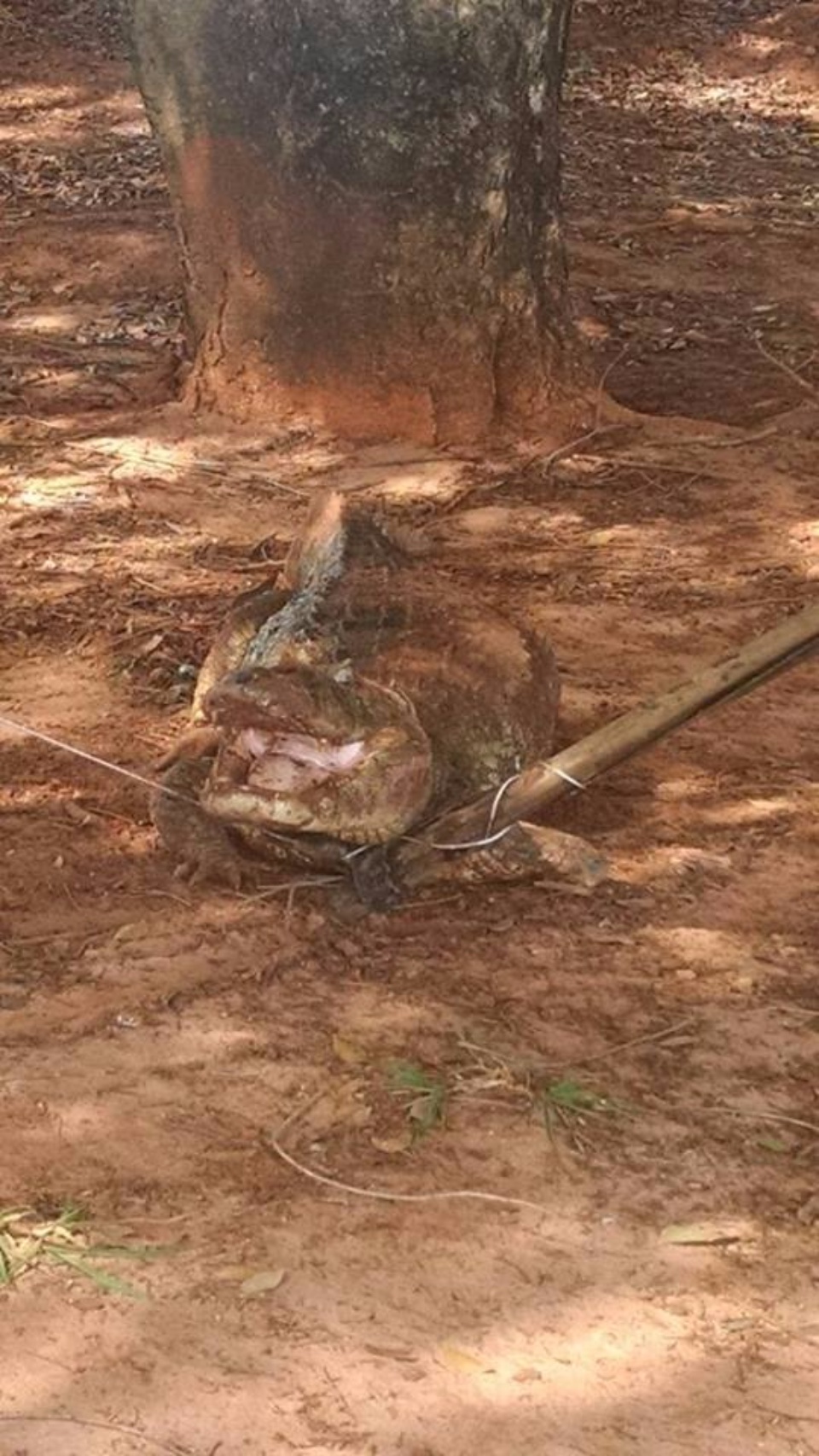 Técnico explica procedimento para retirada dos jacarés da Lagoa Maior