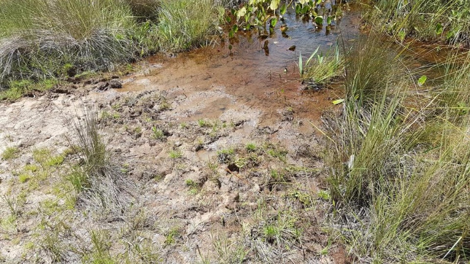 PMA de Campo Grande autua 86 e aplica quase R$ 2 milhões em multas no primeiro semestre de 2017