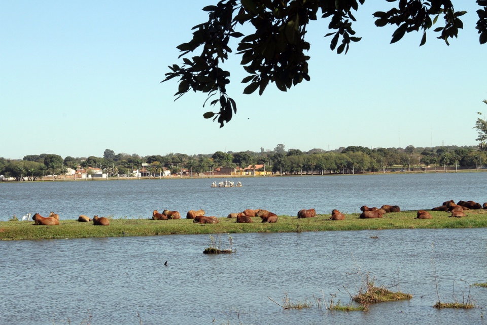 Fezes das capivaras da Lagoa Maior serão transformadas em adubo orgânico