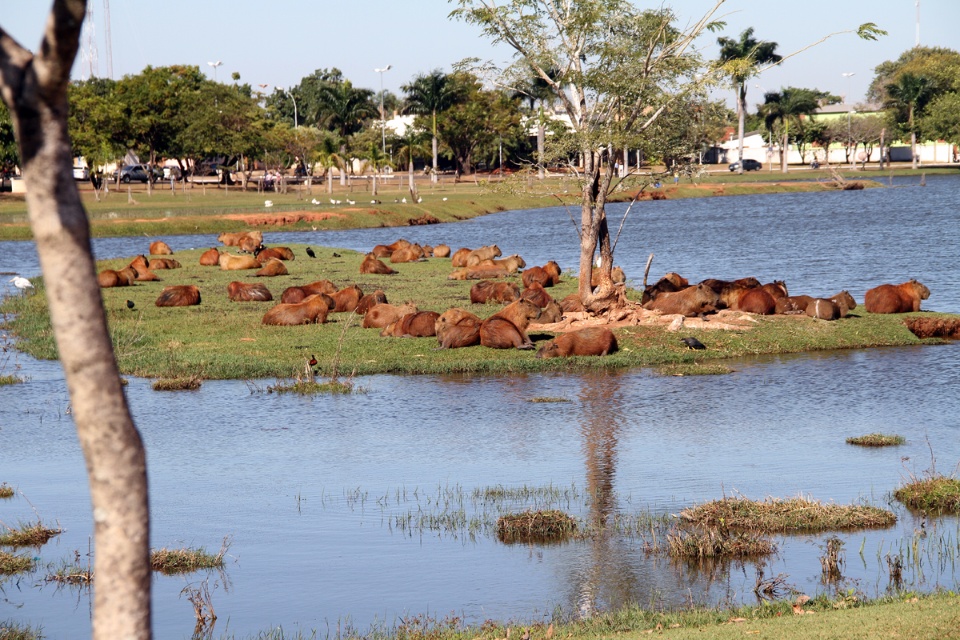 Fezes das capivaras da Lagoa Maior serão transformadas em adubo orgânico