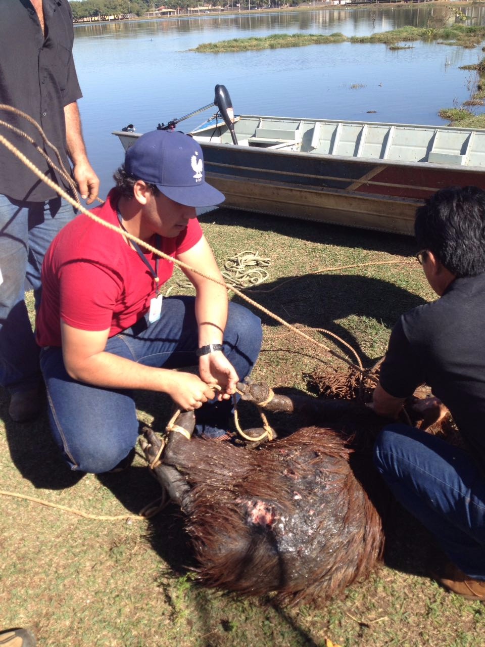 Capivara ferida é resgatada pela SEMEA e PMA na Lagoa Maior