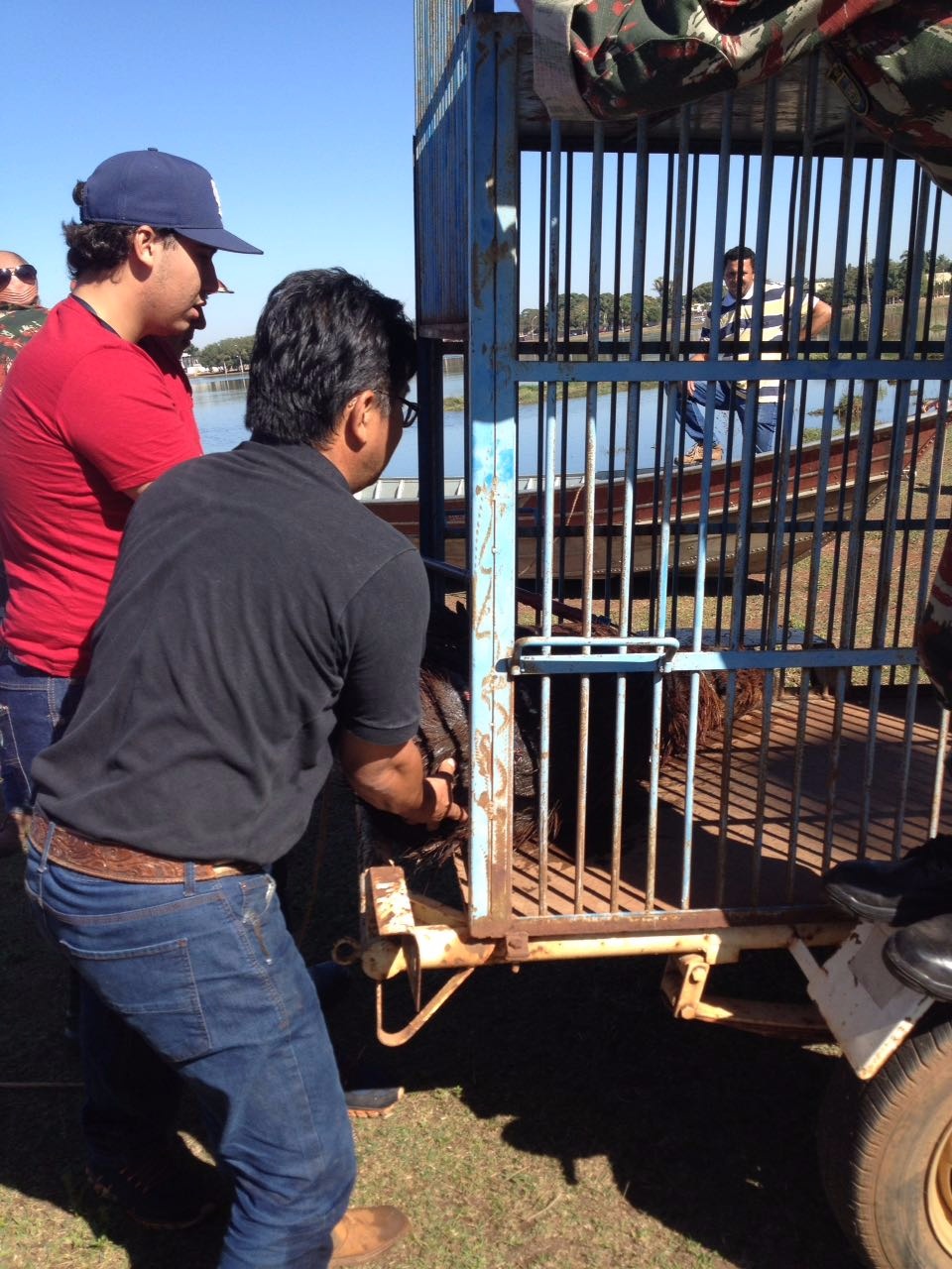 Capivara ferida é resgatada pela SEMEA e PMA na Lagoa Maior