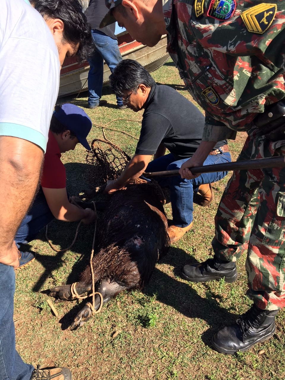 Capivara ferida é resgatada pela SEMEA e PMA na Lagoa Maior