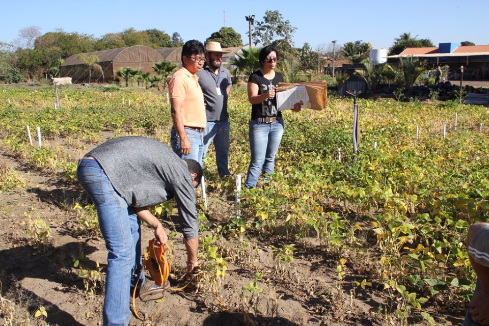 SEMEA e APTA colhem primeiras amostras do experimento com cultivares de feijão do Viveiro Municipal