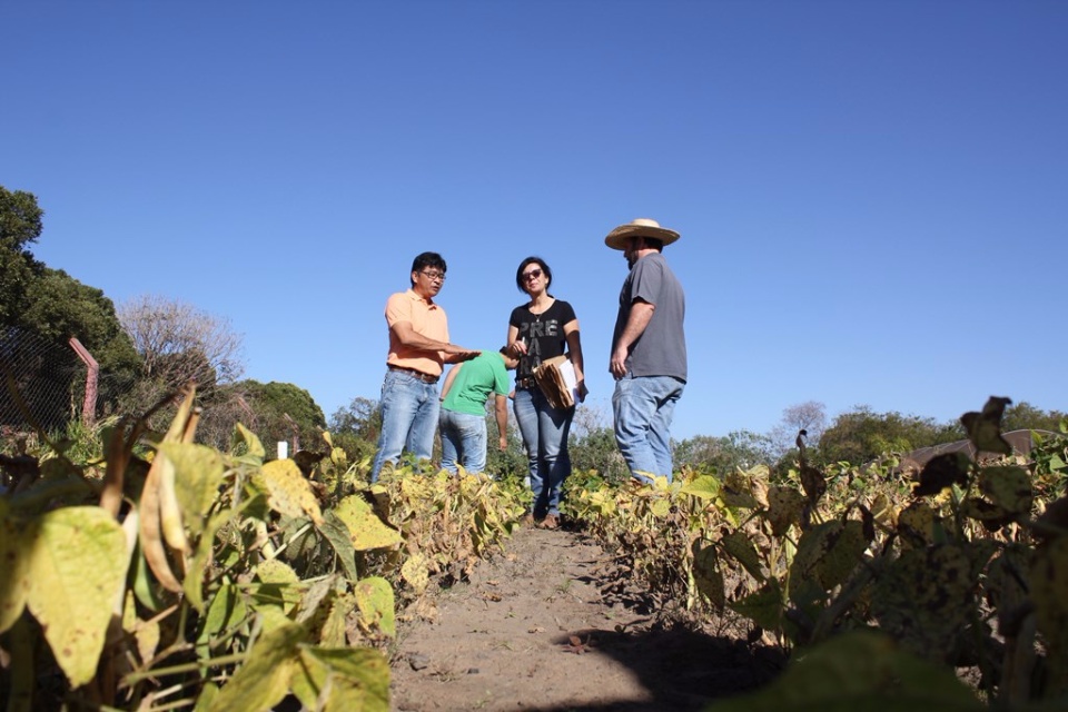 SEMEA e APTA colhem primeiras amostras do experimento com cultivares de feijão do Viveiro Municipal