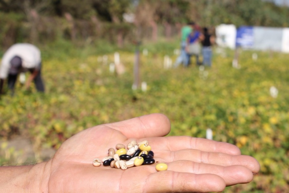 SEMEA e APTA colhem primeiras amostras do experimento com cultivares de feijão do Viveiro Municipal