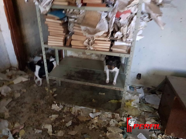 ‘Protetoras de Três Lagoas’ resgata 30 cães maltratados em casa de advogada